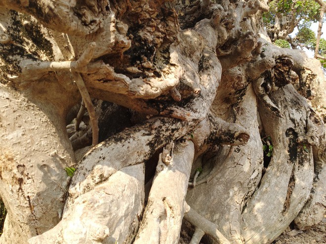 Choáng ngợp với cây duối tình mẫu tử hét giá 15 tỷ tại hội chợ Tết ở Hà Nội